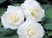 Bgonia blanc