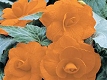 Bgonia orange