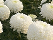 Chrysanthme blanche