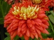 Chrysanthme rouge