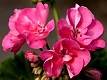 Granium rose
