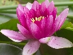 Lotus rose