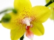 Orchide jaune