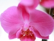 Orchide rose