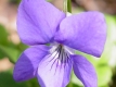 Violette (violet)