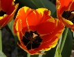 Tulipe (couleurs mlanges)