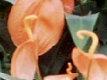 Anthurium orange