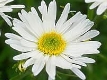 Aster blanche