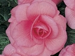 Bégonia rose