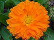Chrysanthème orange