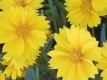 Coréopsis jaune