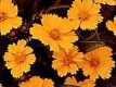 Coréopsis orange