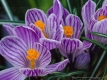 Crocus violet