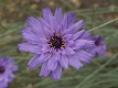 Cupidone violette