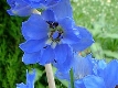 Delphinium bleu