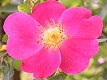 Églantine rose
