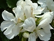 Géranium blanc