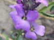 Giroflée (violette)