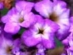 Héliotrope violet