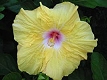 Hibiscus jaune