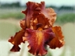 Iris rouge