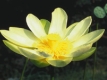 Lotus jaune