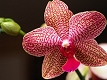 Orchidée rouge
