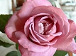 Rose mauve