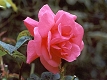 Rose (rose)