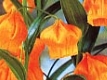 Sandersonia orange